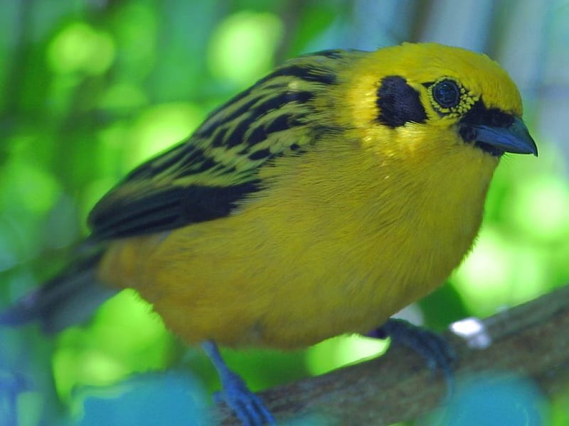 Well-Fed Bird, yellow, trees, bird, animal, HD wallpaper