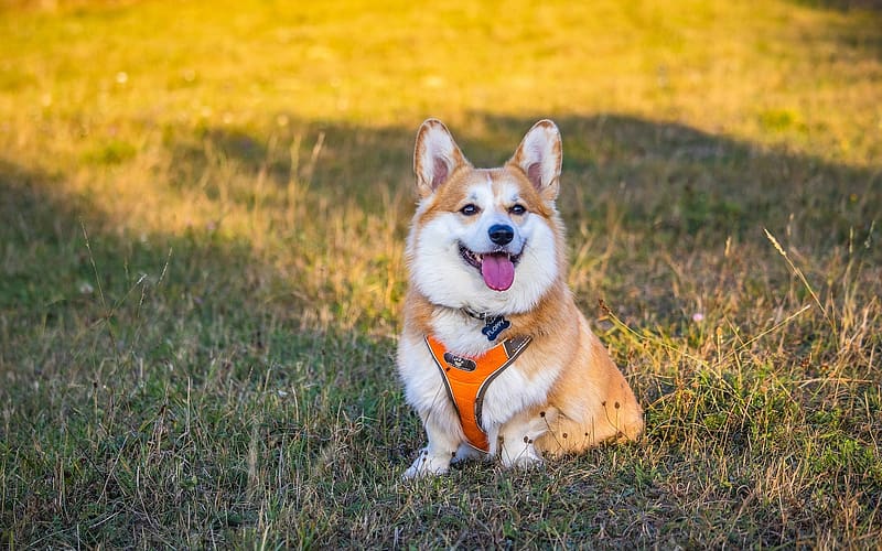 Pembroke Welsh Corgi, animal, dog, grass, corgi, HD wallpaper