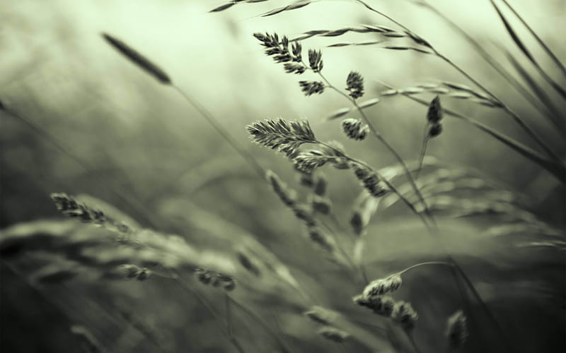 grass-Landscape with beat, HD wallpaper