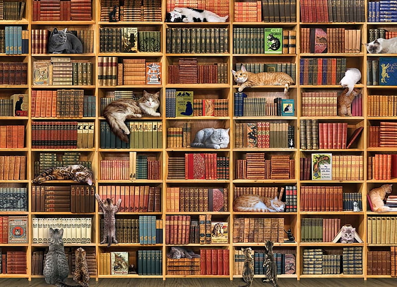 Library Book Art Cat Hd Wallpaper, Harry Potter Bookcase Wallpaper 4k Pc