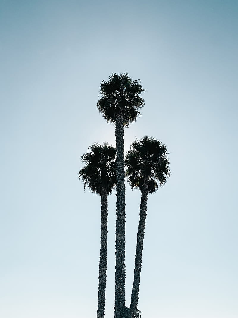 palm trees, leaves, branches, sky, HD phone wallpaper