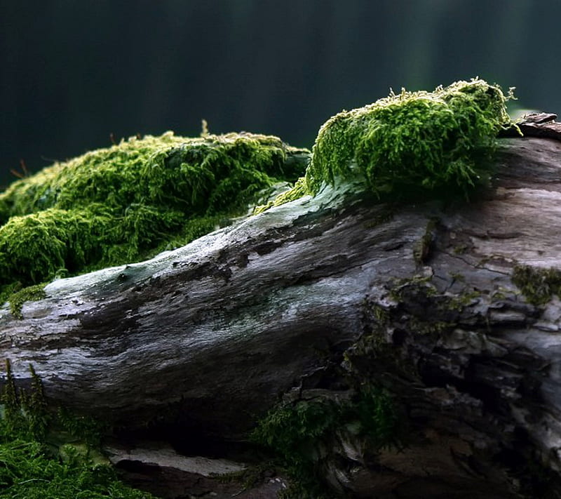 Soft Moss, dead, gray, green, plant, tree, wood, worn, HD wallpaper