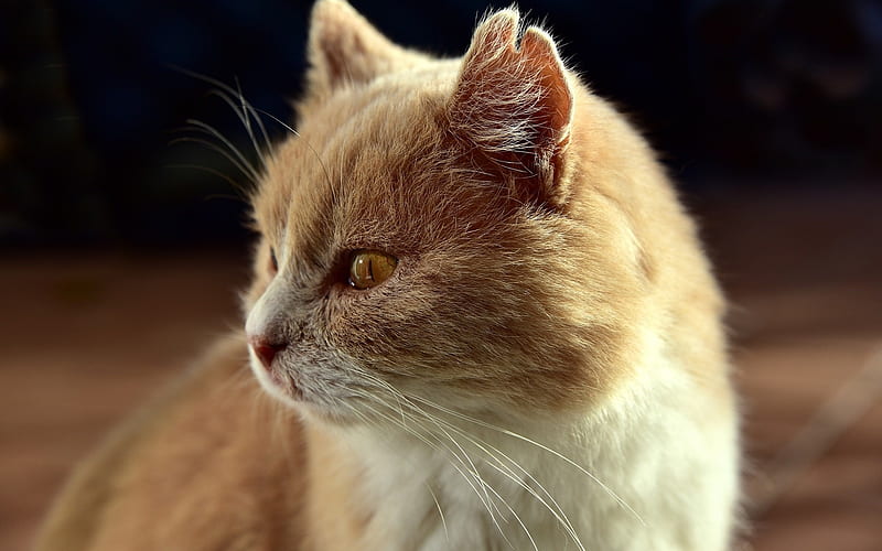 ginger cat, fluffy cute cat, pets, cats, HD wallpaper