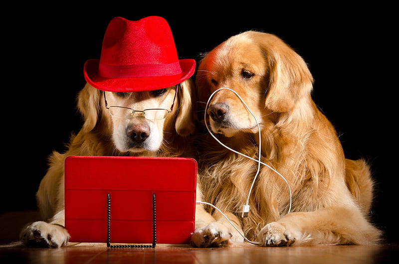 Let's listen some music!, red, glasses, caine, black, tablet, golden retriever, situation, hat, cute, funny, couple, dog, HD wallpaper