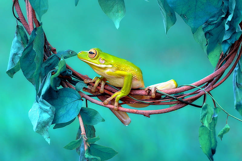 Frogs, Frog, Amphibian, HD wallpaper