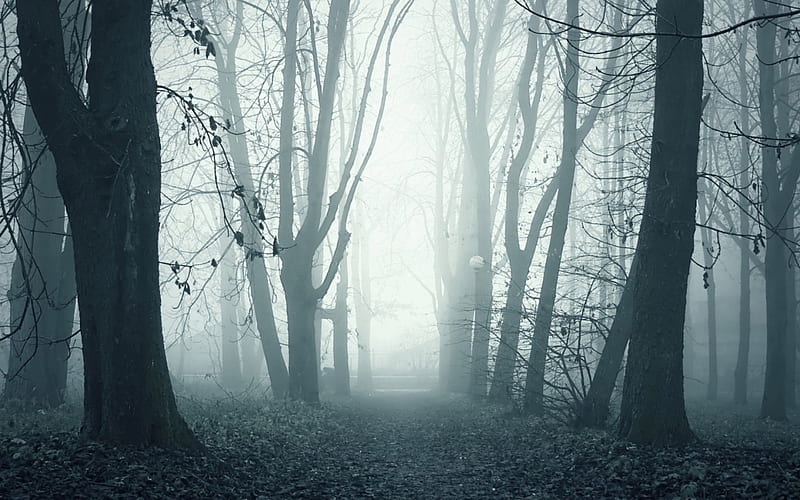 Foggy forest in monochrome, forest, autumn, monochrome, fog, HD ...
