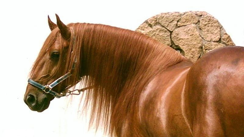 Purebred English Horse, english horse, nature, animals, horses, brown horse, HD wallpaper