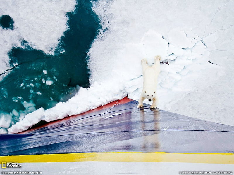YOU SHALL NOT PASS!!, ice, cant think of a fourth, ship, polar bear, HD wallpaper