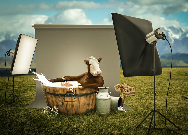 Milk bath, fantasy, cow, green, funny, creative, situation, HD wallpaper