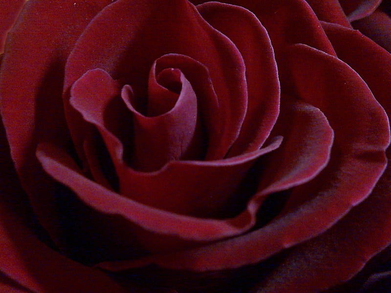 Velvet beauty, red, rose, velvet, flower, beauty, nature, HD wallpaper