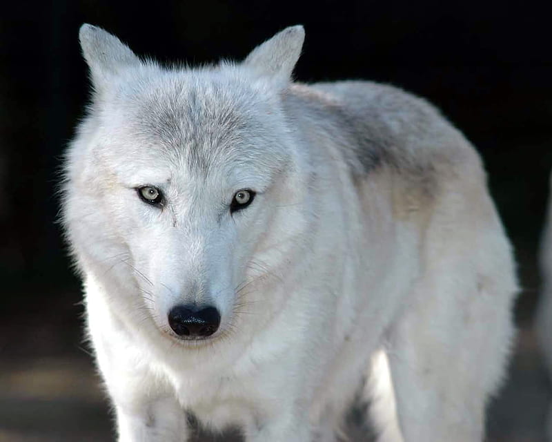 White Wolf, wolf, tail, fur, wild, HD wallpaper