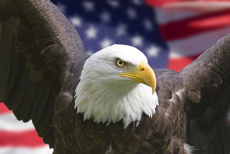 American Eagle, Bird Of Prey, Bald Eagle, Patriotic, American Flag, Eagle,  American, Hd Wallpaper | Peakpx