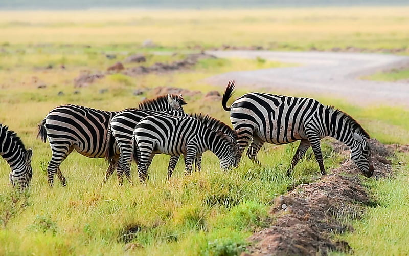 African grassland wildlife zebra graphy, HD wallpaper