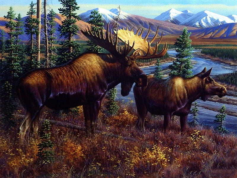 Alaskan Royalty, Alaska, Royalty, western, deer, HD wallpaper