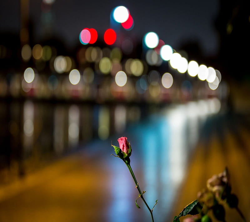Flower, blur, citylights, HD wallpaper