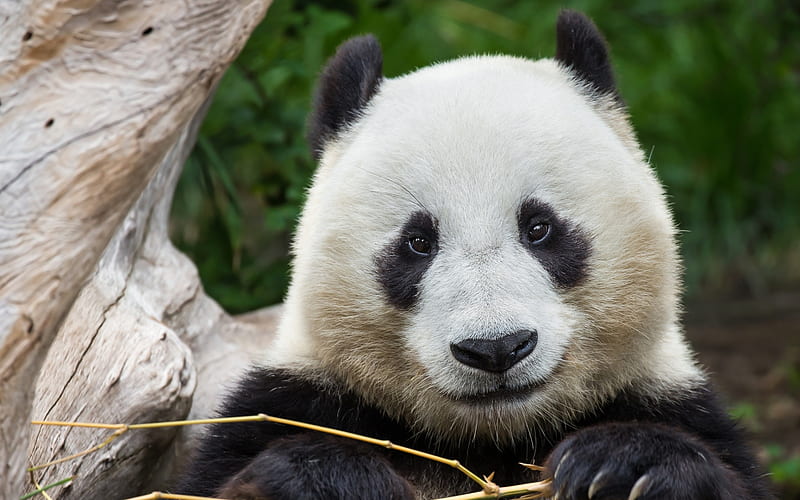 panda, close-up, cute animals, zoo, bears, Ailuropoda, HD wallpaper