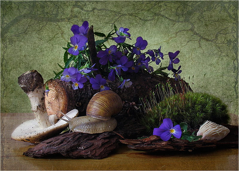 piece of wood............., still life, graphy, flowers, forestry, mushrooms, abstract, snails, wood, HD wallpaper