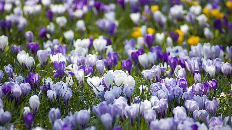 white n lavendar flowers, lavendar, flowers, nature, fields, white, HD wallpaper