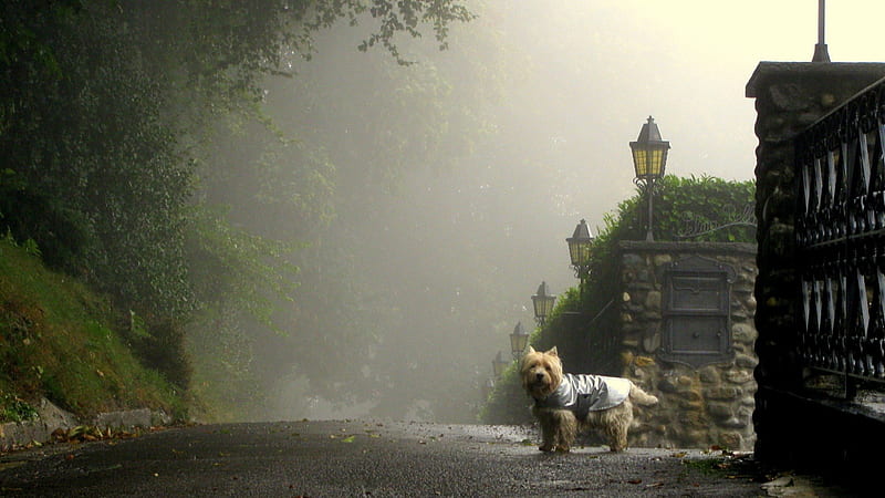 little dog ready for the nasty weather, driveway, trees, street, dog, fog, HD wallpaper
