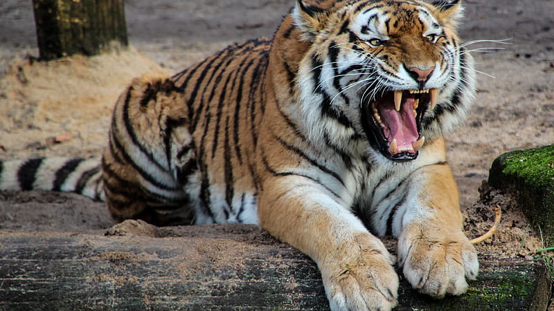 Tiger Is On Tree Trunk With Wide Open Mouth Animals, HD wallpaper