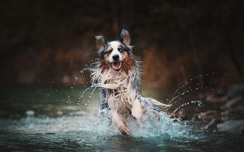 Australian Shepherd dog, river, water, running dog, pets, Aussie, dogs, HD wallpaper