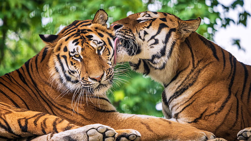 Tiger Is Licking Another Tiger During Daytime In A Green Blur Background Animals, HD wallpaper