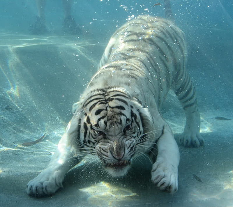 White Tiger, water, HD wallpaper