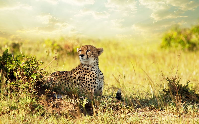Cheetah in Africa-Animal World Series, HD wallpaper