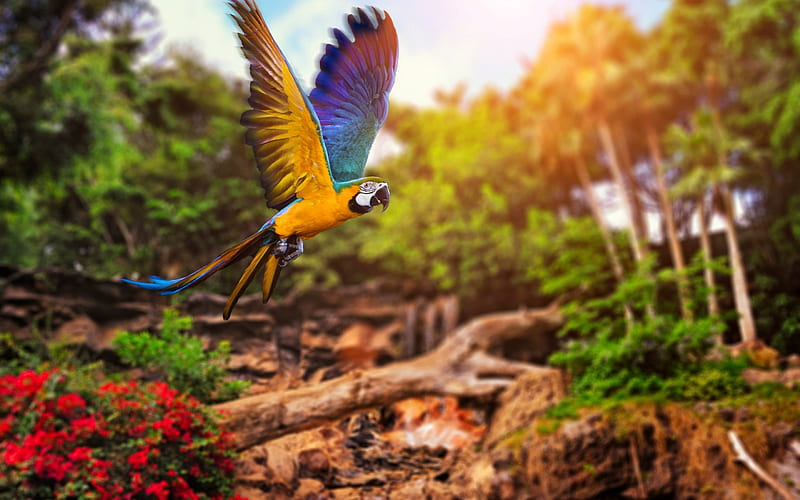 Macaw, wings, yellow, parrot, ara, bird, feather, flying, blue, HD wallpaper