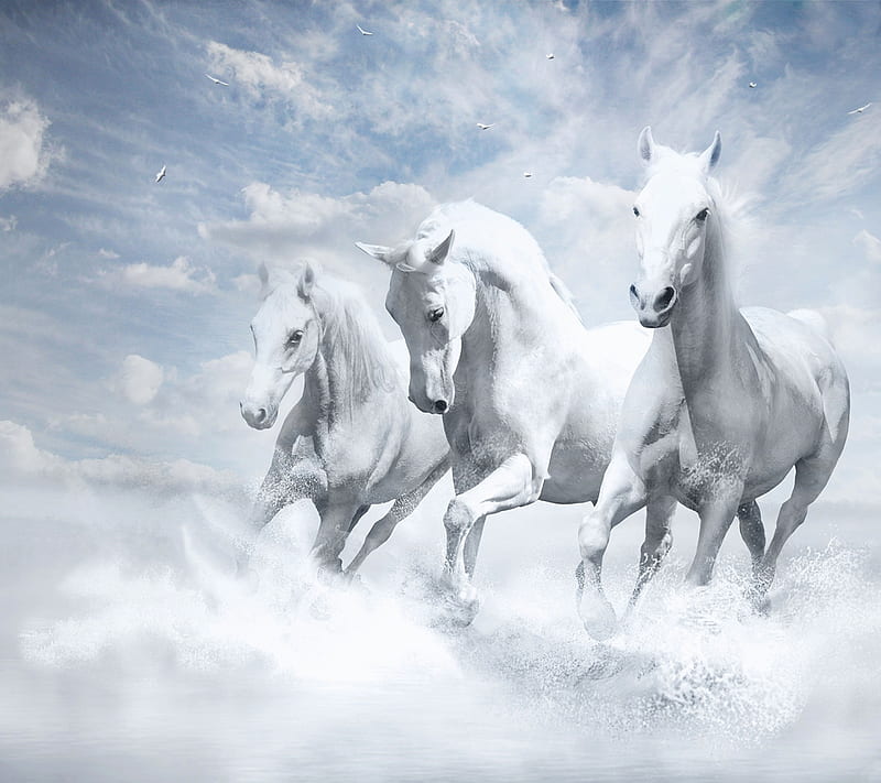 White Horse, animal, horse, sea, water, white, HD wallpaper
