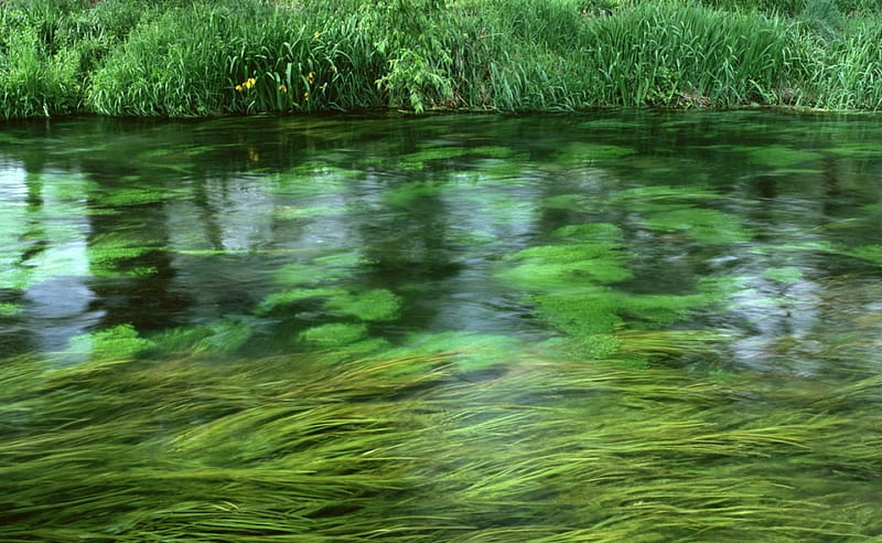 Grassy Stream, water, green, grass, beauty, nature, river, freshness, HD wallpaper