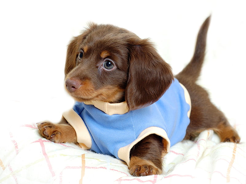 Cute Catel Puppy, cute, well-dressed, deep brown coat, catel puppy, HD wallpaper