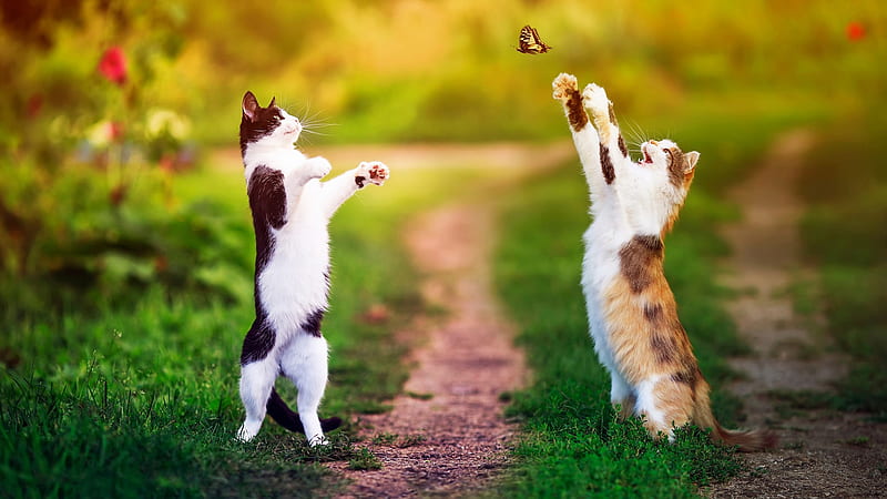 Two Funny Cats Are Trying To Catch A Butterfly In Blur Background Cat, HD  wallpaper | Peakpx
