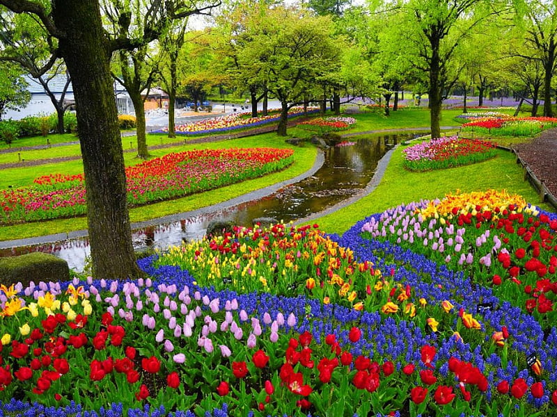 Tulips garden, pretty, rest, colorful, lovely, grass, Keukenhof, bonito,  spring, HD wallpaper | Peakpx