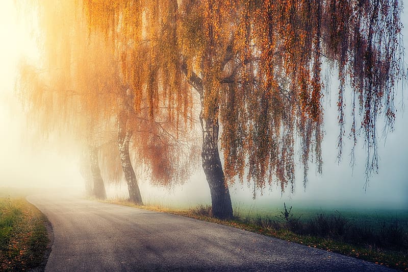 Autumn foggy road, ut, osz, kod, fak, oszi, levelek, misztikus, szines levelek, varazslat, oszi levelek, aranysarga, HD wallpaper