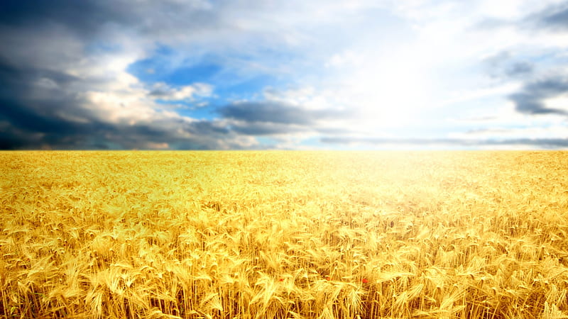 Harvest Ready, fall, autumn, harvest, grass, wheat, summer, sky, oats, HD wallpaper