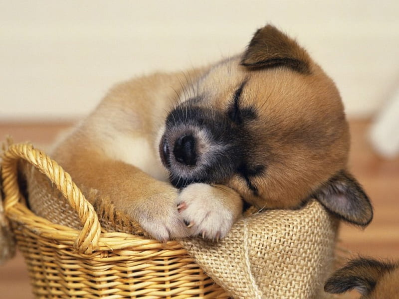Sleepy little puppy, nature, blanket, sleeping, animal, fofinho, fauna, basket, puppy, dog, HD wallpaper