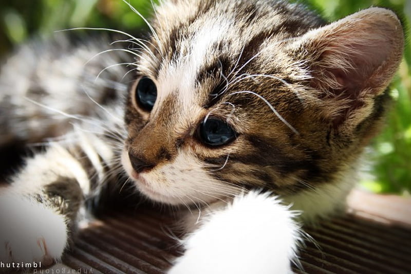 1920x1080px, 1080P free download | Pure cuteness, cuteness, kitty, love ...