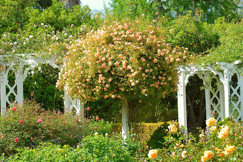 Sleeping Beauty Garden, roses arbor, garden, roses tree, bonito, HD wallpaper