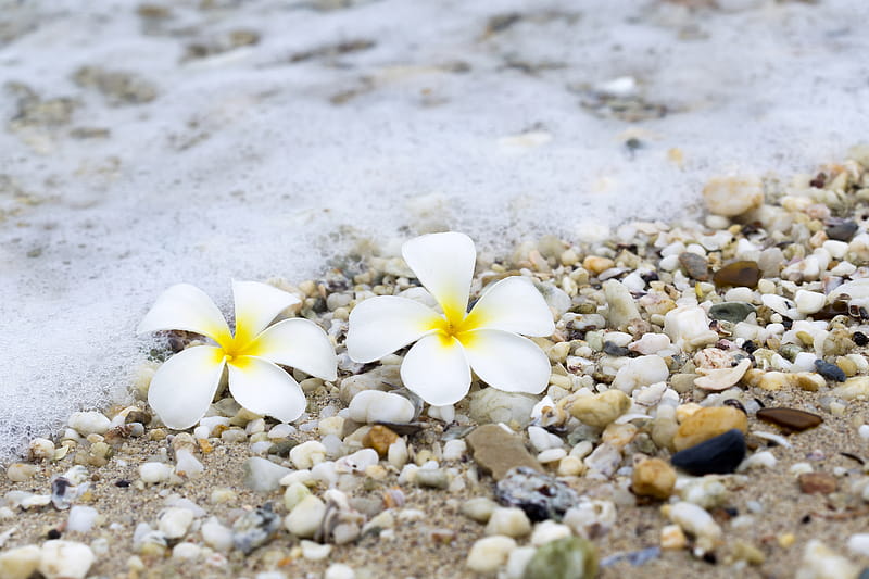 Plumeria, Beach, Summer, Sand, Pebbles, HD wallpaper