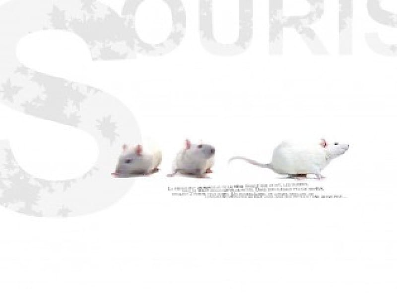 Souris, mice, HD wallpaper