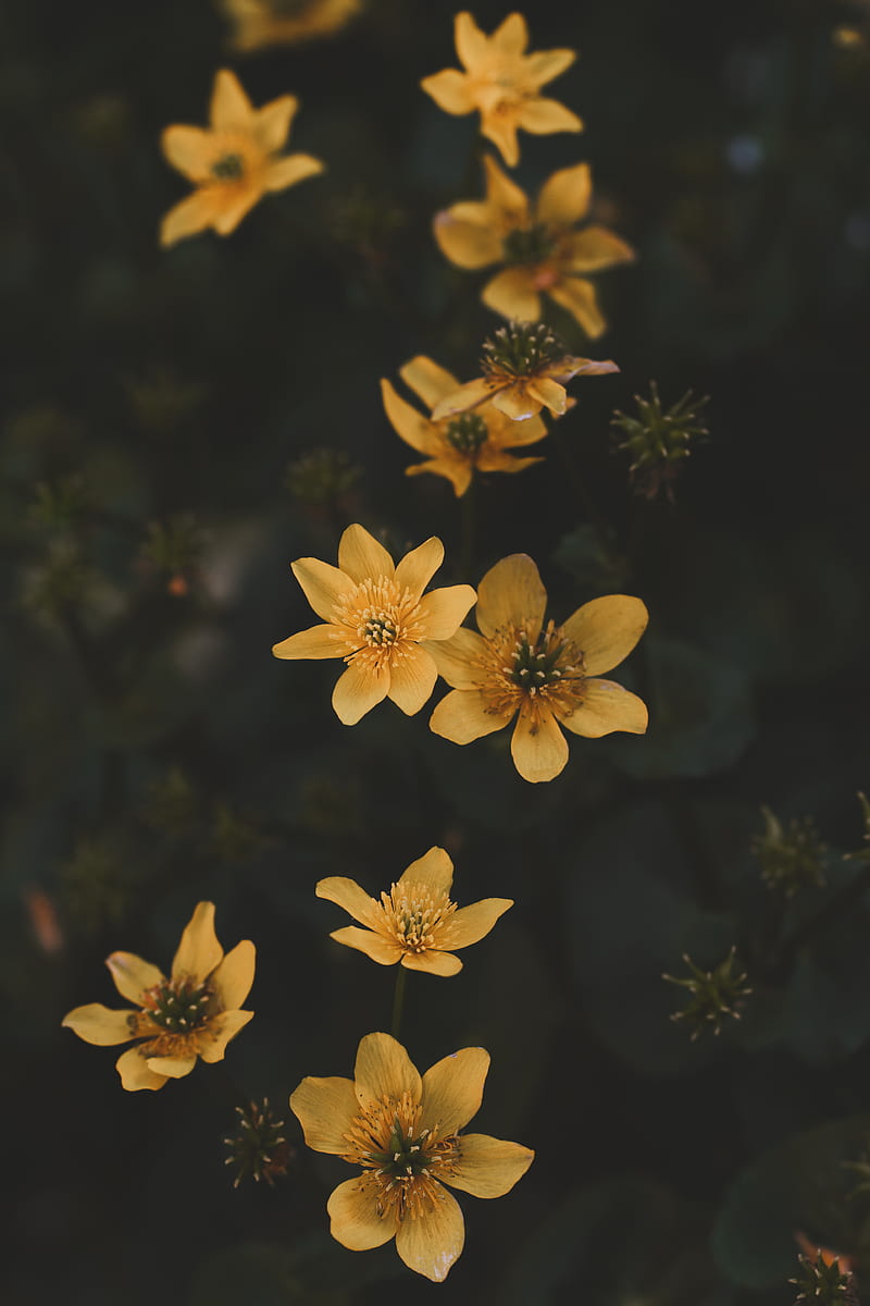 flower, yellow, petals, plant, HD phone wallpaper