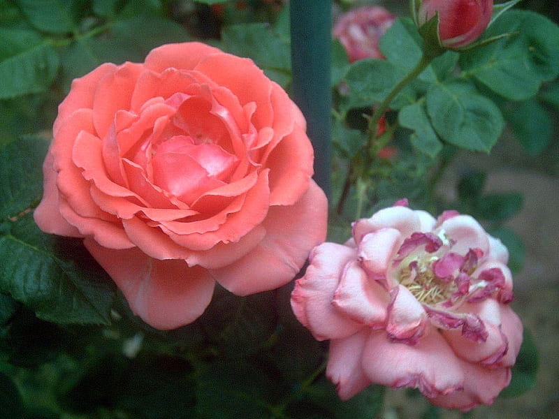 Roses from the Garden, gardening, rose, flowers, garden, roses, joanna martin, HD wallpaper