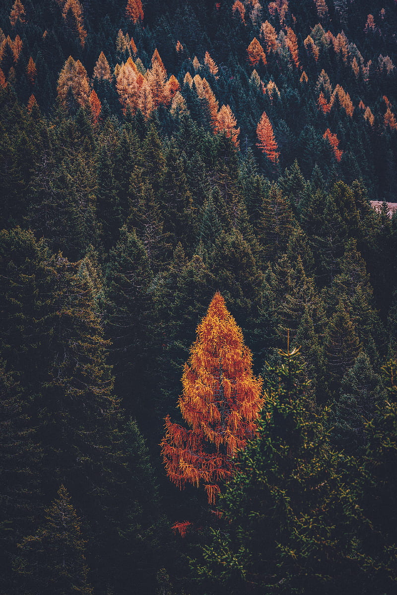 Green and Brown Trees on Mountain, HD phone wallpaper
