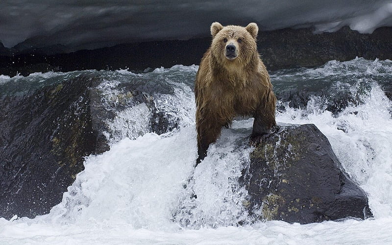 is the Russian brown bear salmon prey, HD wallpaper