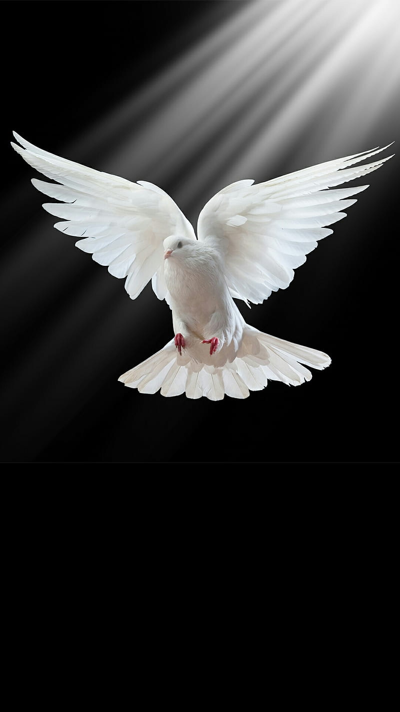 White Pigeon, white, love, HD phone wallpaper | Peakpx