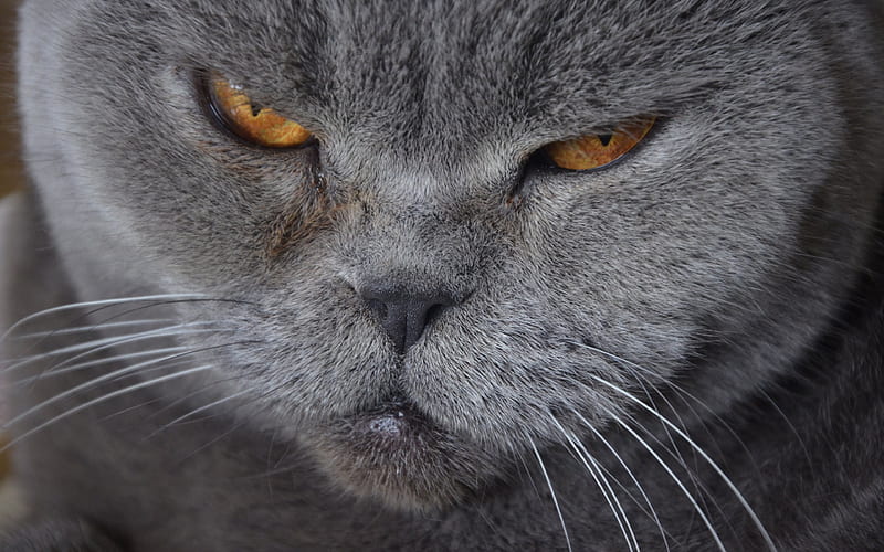 gray cat, pets, cats, British shorthair cat, HD wallpaper