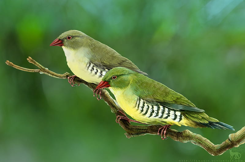 LoveLy birds, birds, green, love, animal, HD wallpaper LoveLy birds, birds, green, love, animal, HD wallpaper