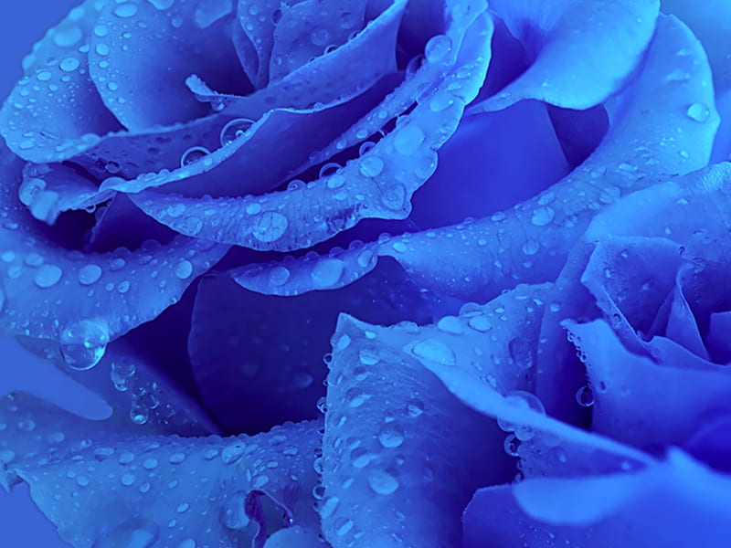 Hermosas rosas azules, misterio, inolvidable, honestidad, amistad, Fondo de  pantalla HD | Peakpx