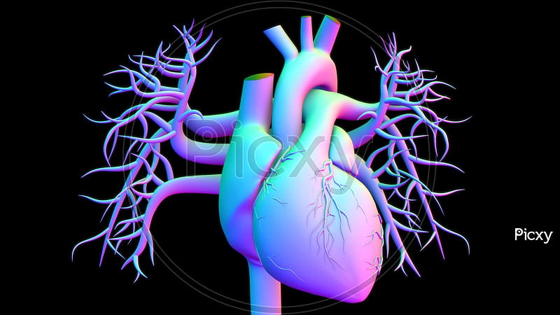 Of Human Heart Anatomy For Medical Concept 3D Rendering KK903329 Picxy, HD  wallpaper | Peakpx